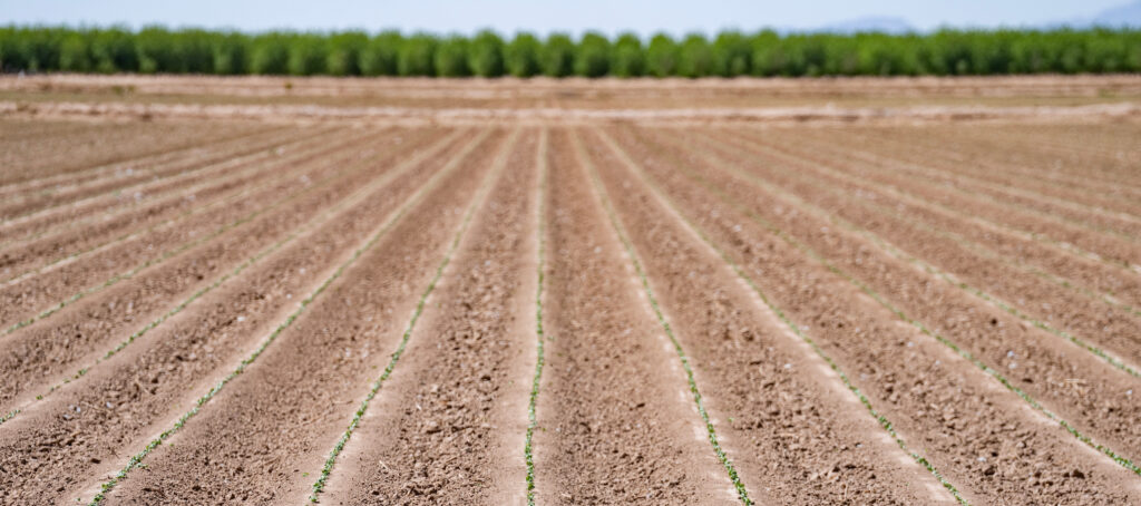 Cotton plants can be seen coming up out of the ground in a field on Tuesday, Apr 30, 2024, outside of El Paso, Texas.