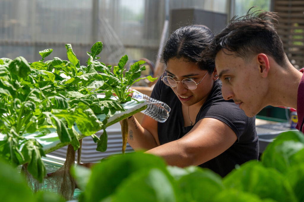 Students look at roots of greens grown through hydroponics during a visit where students and faculty from the University of Houston toured facilities on Wednesday, May 15, 2024, in College Station, Texas. (Michael Miller/Texas A&M AgriLife)