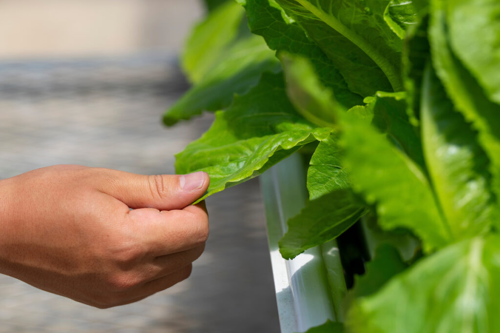 Hydroponic lettuce grown in a lab is pictured with a student's hand reaching for it