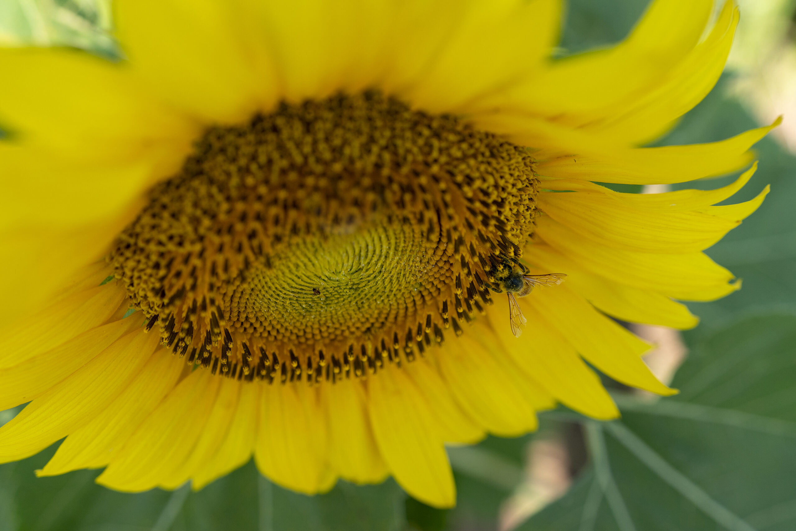 A bright yellow flower is pictured at close range, with a bee perched atop the center.